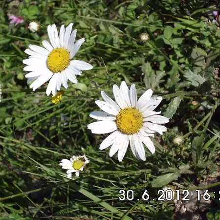 Mosenbauer Salzburg Mittersill