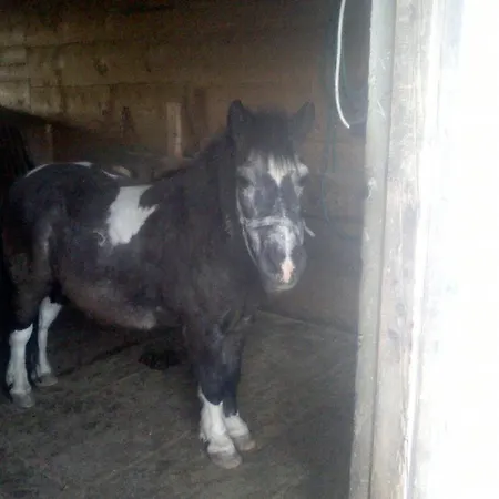 Mosenbauer Salzburg公寓 公寓 *