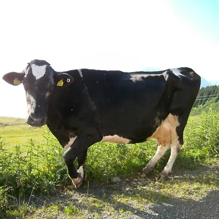 موزنباور فيرينفوهنونغ سالزبورغ *