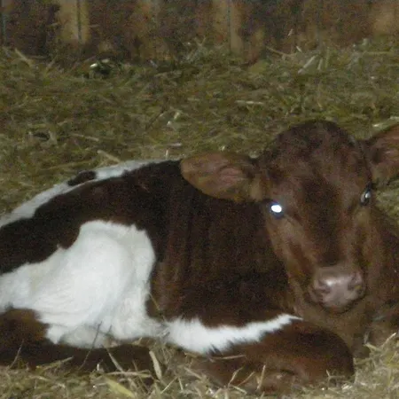 موزنباور فيرينفوهنونغ سالزبورغ * ميترسل