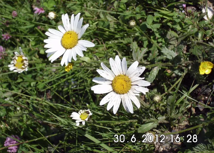 Mosenbauer Salzburg Mittersill